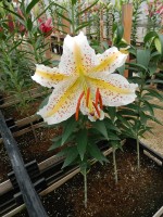 [4272 Auratum Gold Bando No01.JPG]